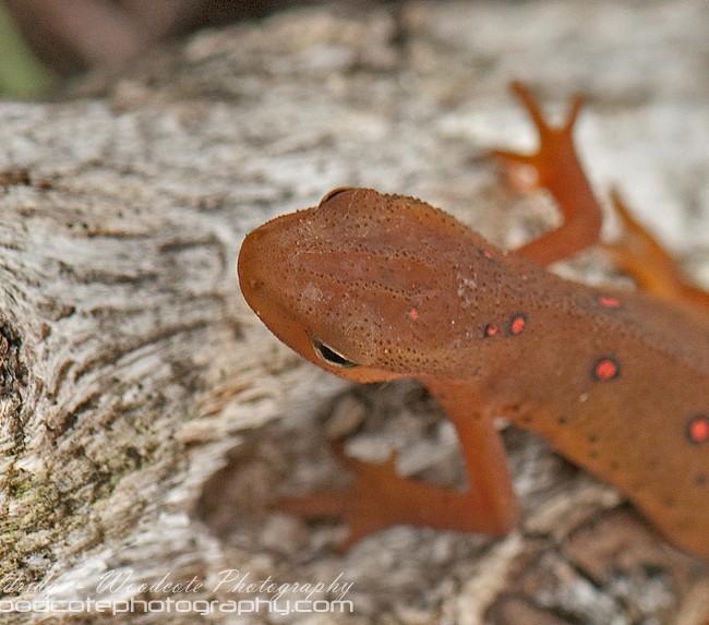 Red Spotted Newt – close up