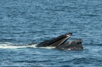 Humpback Whale gorging itself on bait fish
