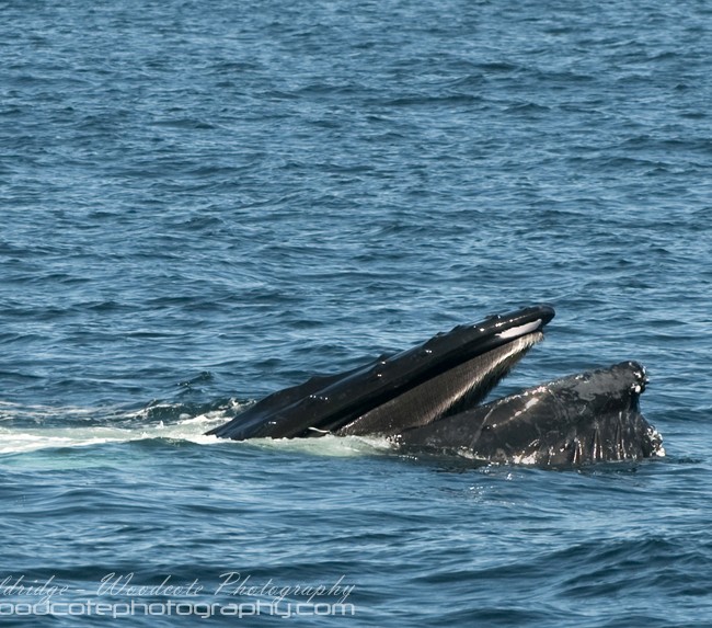 Humpback Whale gorging itself on bait fish