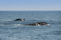 Pair of Humpback Whales