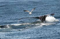 Humpback Whale tail fluke