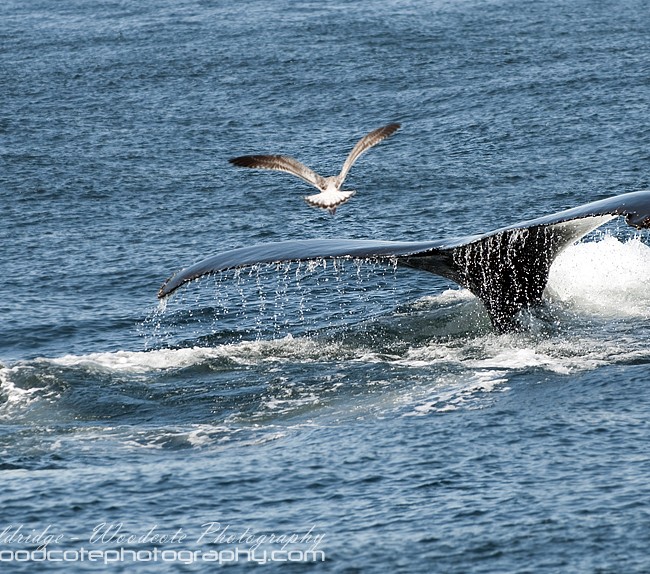 Humpback Whale tail fluke