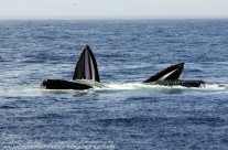 Two Humpback Whales working together