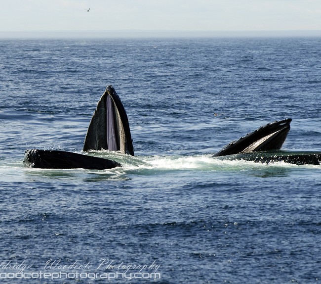 Two Humpback Whales working together