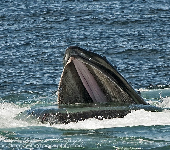 Cavernous mouth of a Humpback Whale