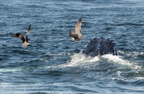 Humpback Whale helping the seabirds find a meal
