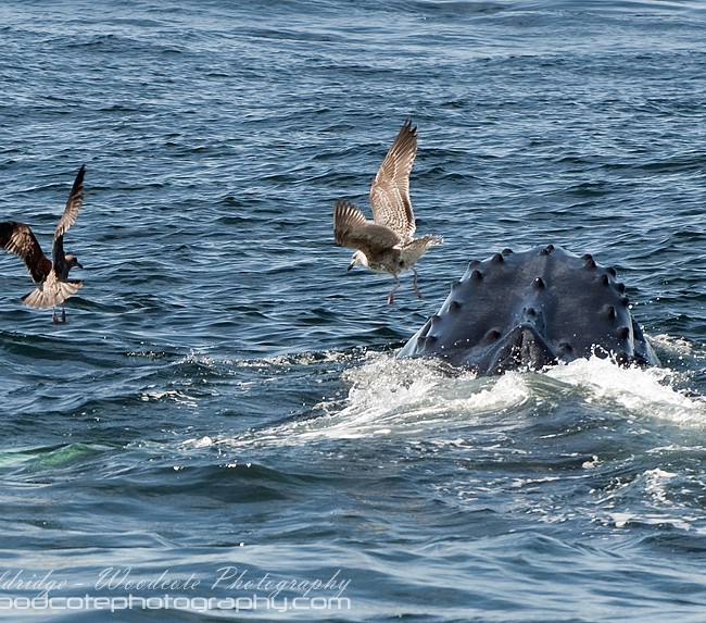 Humpback Whale helping the seabirds find a meal