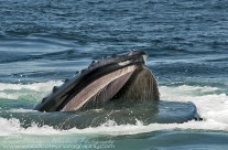 Humpback Whale’s food filtration