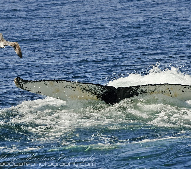 Submerging Humpback Whale