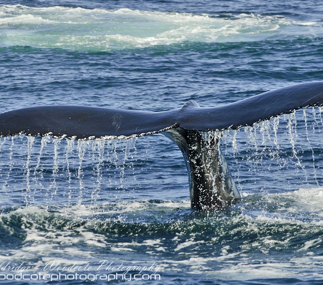 Tail fluke of Humpback Whale