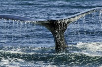 Disappearing tail fluke of Humpback Whale
