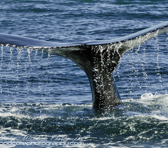 Disappearing tail fluke of Humpback Whale