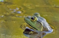 American Green Frog – up periscope