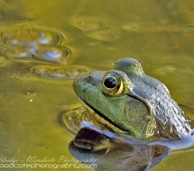 American Green Frog – up periscope