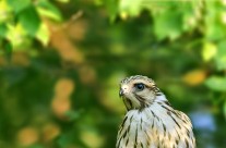 Juvenile Red Shouldered Hawk