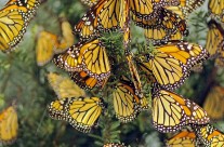 Monarch Butterflies at their migratory destination