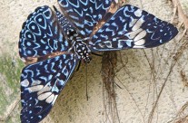 Blue Cracker Butterfly