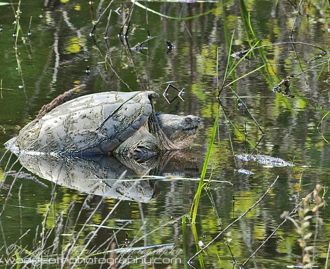 Snapping Turtle – basking