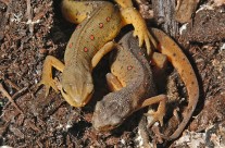 Isn’t this cosy – A pair of Red Spotted Newts huddled together