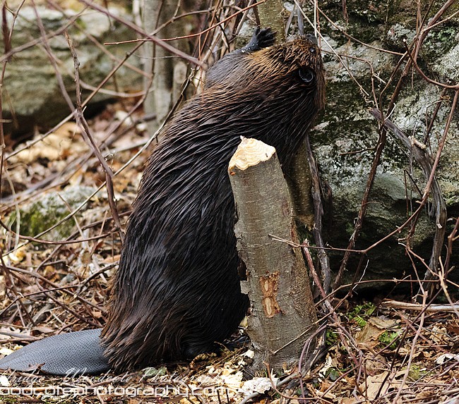 North American Beaver doing what beavers do