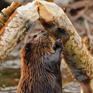 Beaver Kills Photographer!