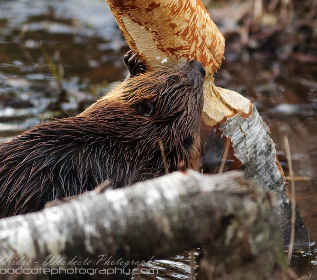 North American Beaver caught in the act