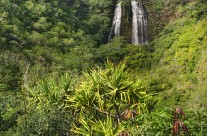 Opaka Falls on the island of Kauai