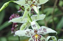 Hawaii Orchid (2)
