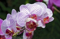 Hawaii Orchid(3)