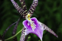 Hawaii Orchid (4)