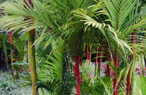 Red Stemmed Sealing Wax Palm