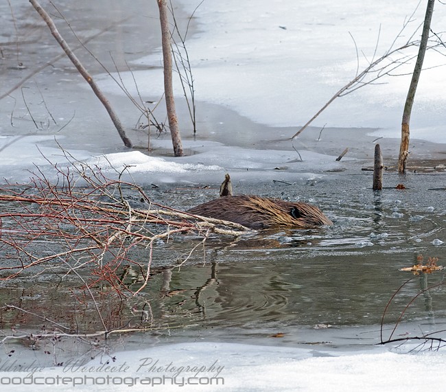 North American Beaver stocking up his larder