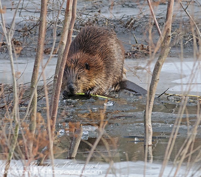 North American Beaver feeding on the ice