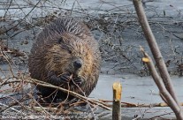 North American Beaver feeding out on the ice