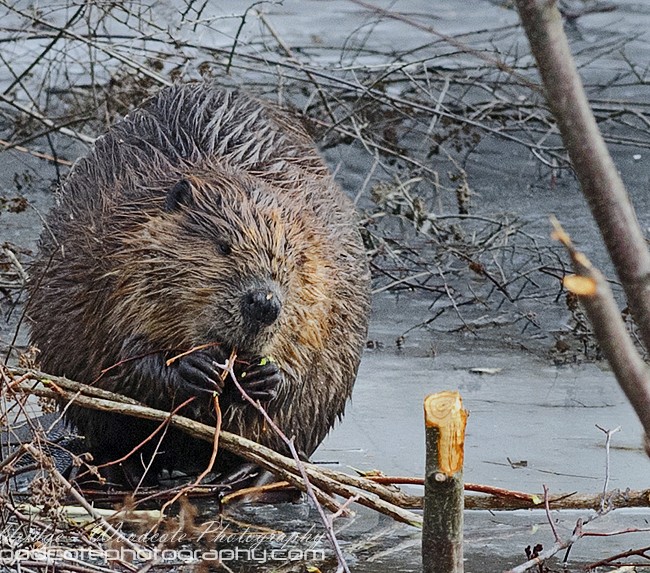 North American Beaver feeding out on the ice