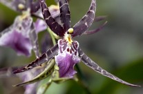 Hawaii Orchid (1)