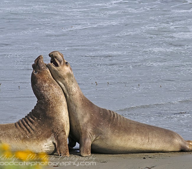 Elephant Seals battle for dominance