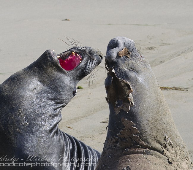 Elephant Seal dispute