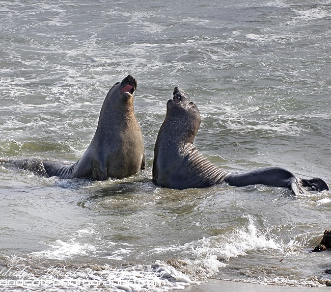 Embattled Elephant Seals