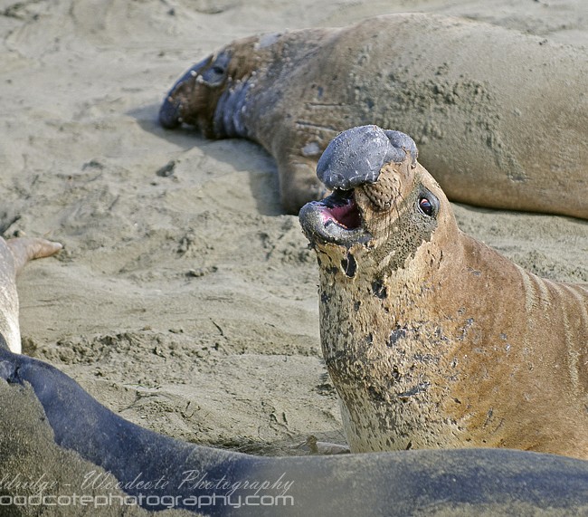 Elephant Seals spoiling for a fight
