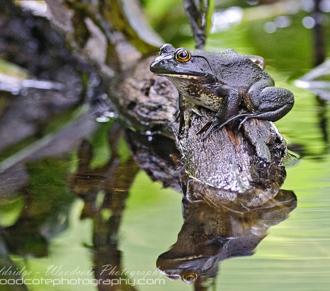 Reflections of a Bull Frog
