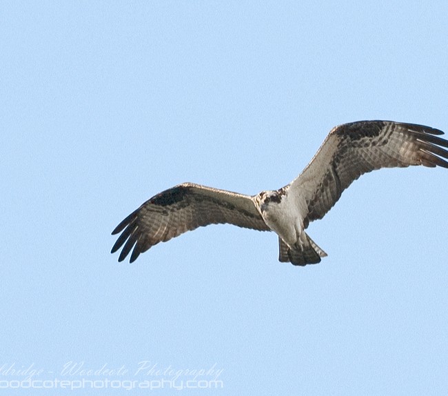 Osprey on the wing over Potomac River