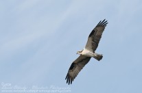 Osprey in flight over the Potomac River