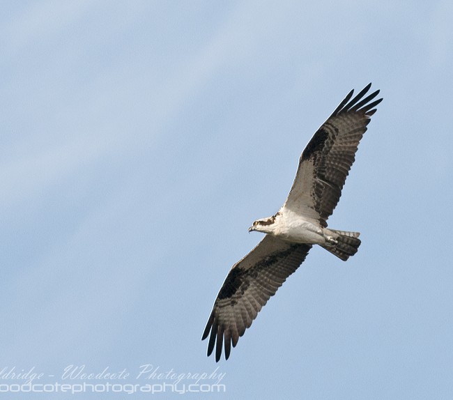 Osprey in flight over the Potomac River