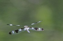 Aerial ballet from a pair of Twelve Spotted Skimmers