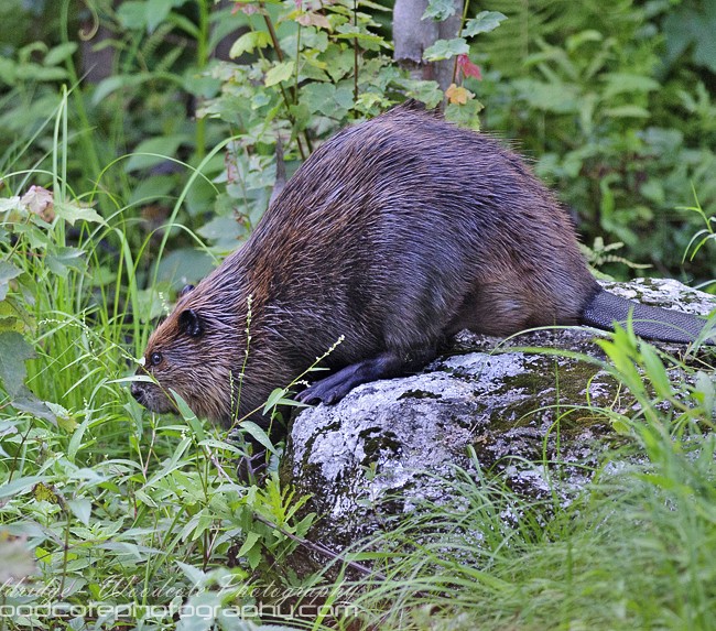 North American Beaver (2)