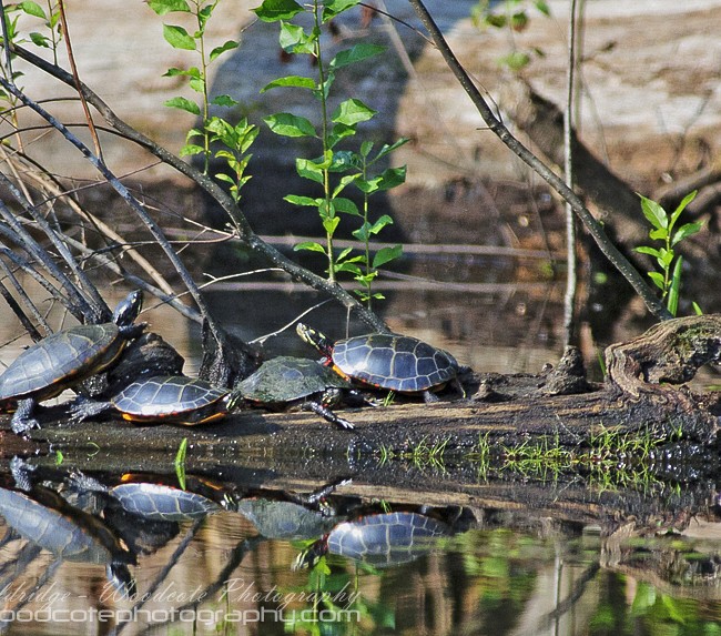 Gathering of Painted Turtles basking