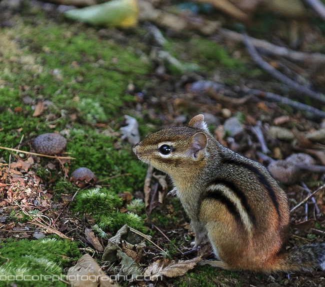 Chipmunk on the forest floor