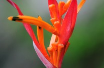 Hawaiian Heliconia Flower