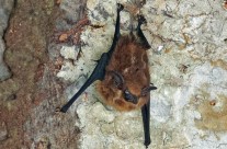 Costa Rican Bat